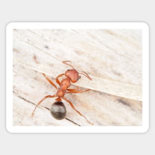 Tiny red-black ant, probably Formica aserva Sticker